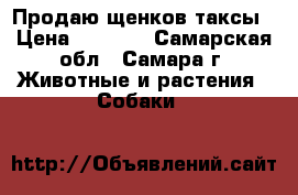 Продаю щенков таксы › Цена ­ 2 000 - Самарская обл., Самара г. Животные и растения » Собаки   